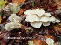 Marasmius wynneae-amf1278-1